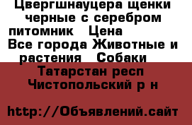 Цвергшнауцера щенки черные с серебром питомник › Цена ­ 30 000 - Все города Животные и растения » Собаки   . Татарстан респ.,Чистопольский р-н